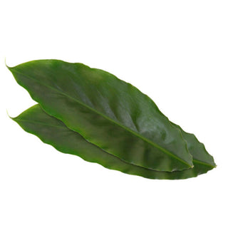 KOPPERT CRESS – CARDAMOM LEAVES (2x30PCS)