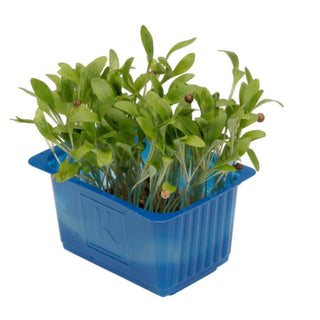 Koppert Cress – Ghoa / Coriander Cress (16 Pun/Tray)