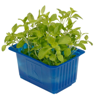 Koppert Cress – Honny Cress (16 Pun/Tray)