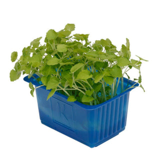 Atsina Cress in a blue container