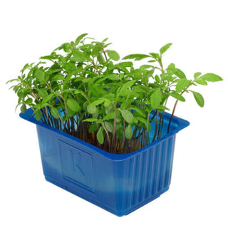Aclla Cress on a blue container