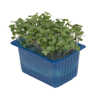 BroccoCress on a white background