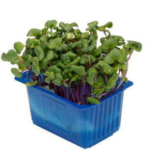 Chilli Cress in a blue container