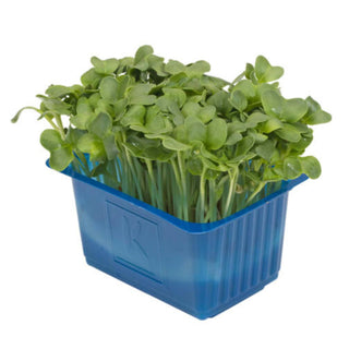 DaikonCress in a blue container