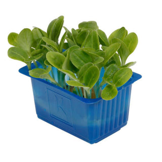 Borage Cress in a blue plastic container on a white background