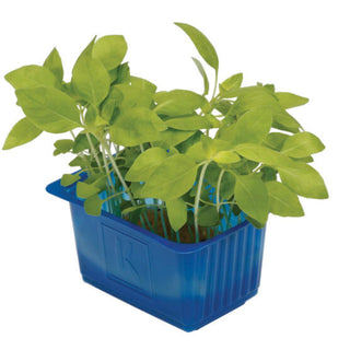 Koppert Cress – Limon Cress (16 Pun/Tray)