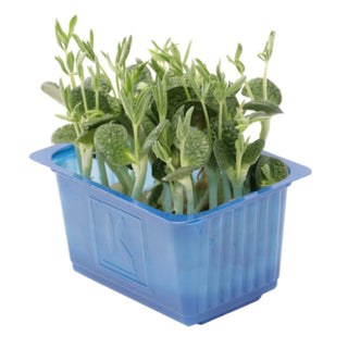 Koppert Cress – Lupine Cress (16 Pun/Tray)