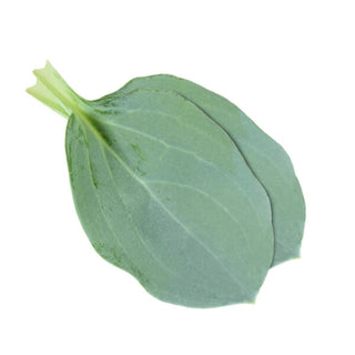 KOPPERT CRESS– OYSTER LEAVES (2x50PCS)