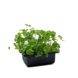 Persinette/ Parsley Cress on a white background