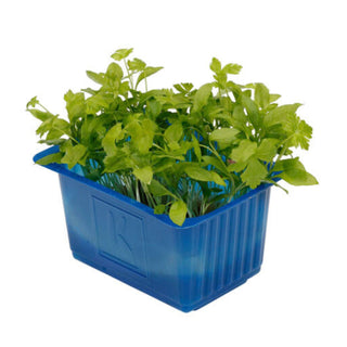 Koppert Cress – Persinette / Parsley Cress (16 Pun/Tray)