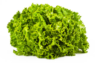 LETTUCE CORAL GREEN  LOLLO BIANDO 青珊瑚生菜 (500G/PKT)