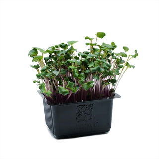 (DKN.G) DAIKON GREEN CRESS MG