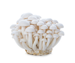 MUSHROOM SHIMEJI WHITE 白玉菇 (150G-200G)