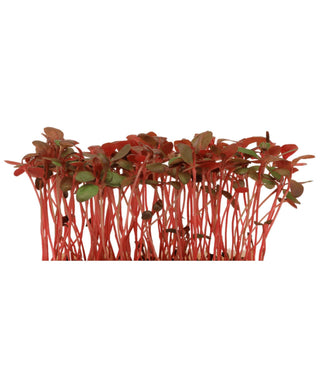 Koppert Cress – Adji Cress (16 Pun/Carton)