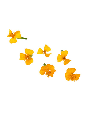 KOPPERT CRESS ANISE BLOSSOM (2X20PCS)