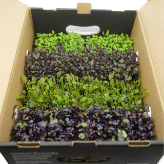 (OMK) ASSORTED MIX CRESS / OMAKASE MG