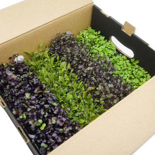 (OMK) ASSORTED MIX CRESS / OMAKASE MG