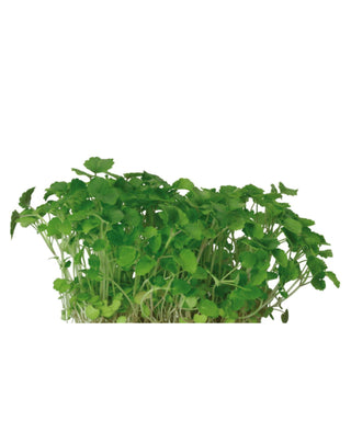 Koppert Cress – Atsina Cress (16 Pun/Carton)