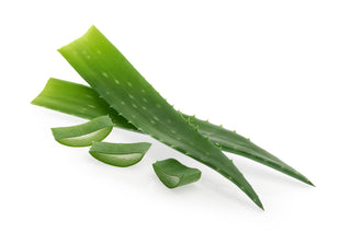 ALOE VERA 芦荟 (1KG/NOS)