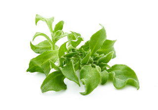 LETTUCE ICEPLANT LOCAL 冰菜 (100G/PKT)