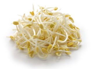 BEAN SPROUT LARGE SOYA 大豆芽  韩国大豆芽 (1KG/PKT)