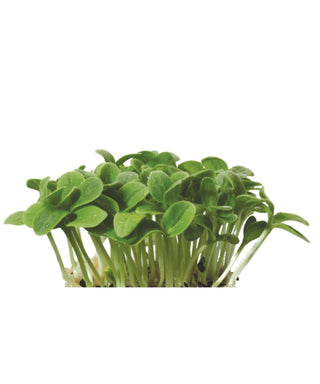 Koppert Cress – Borage Cress (16 Pun/Carton)