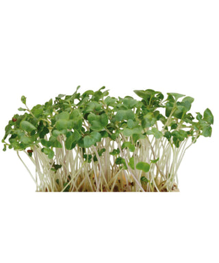 BroccoCress