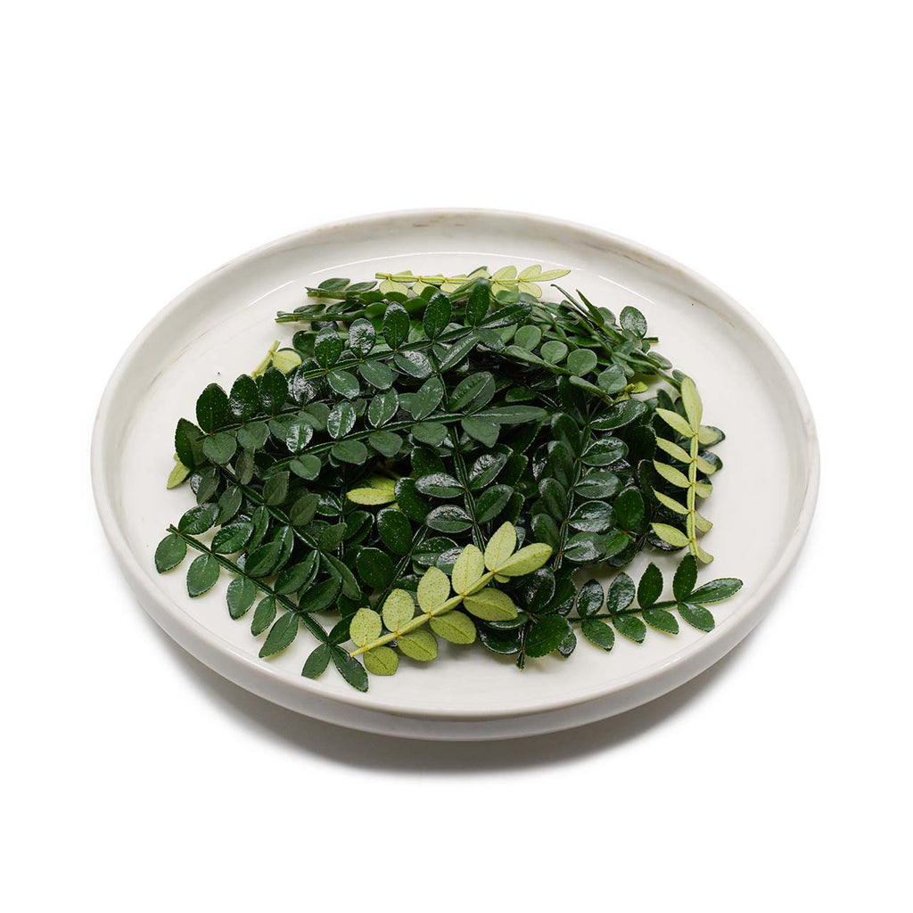 (H.SL) HARVESTED SANSHO LEAVES (10G/PUN) – LIM JOO HUAT ENTERPRISE