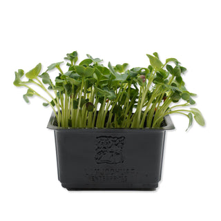 (DKN.G) DAIKON GREEN CRESS MG