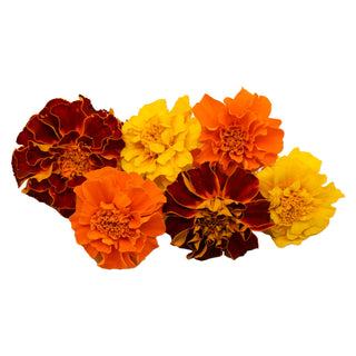 EDIBLE FLOWER - MARIGOLD 万寿菊花 (10G/PUN)