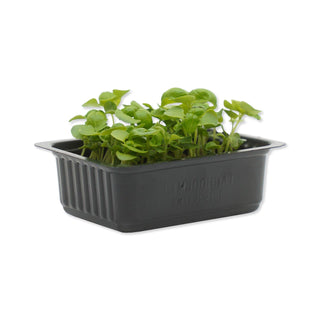 (BSL.G) BASIL GREEN CRESS MG