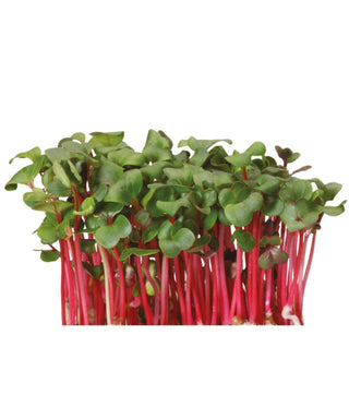 Koppert Cress – Chilli Cress (16 Pun/Carton)