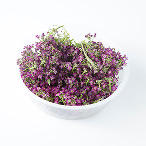 (EF.ALYSS.PPL) PURPLE SWEET ALYSSUM (10G/PUN)