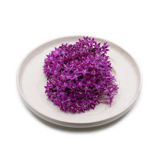 (ES.PU) EGYPTIAN STAR PURPLE (10G/PUN)