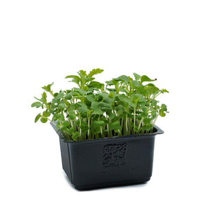 (MT.G) MUSTARD GREEN CRESS MG