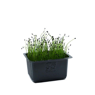 (CHIV) MICROGREEN - ROCK CHIVE CRESS