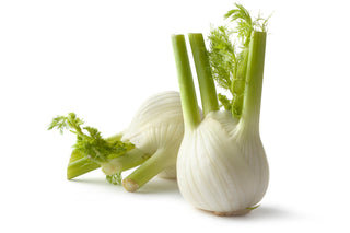 FENNEL 茴香