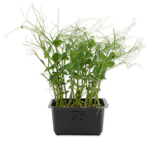 (TND) MICROGREEN - AFFILA / PEA SHOOT / TENDRIL CRESS MG