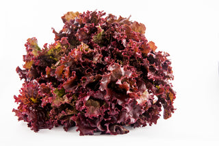 LETTUCE CORAL RED  LOLLO BIANDO 青珊瑚生菜 (500G/PKT)