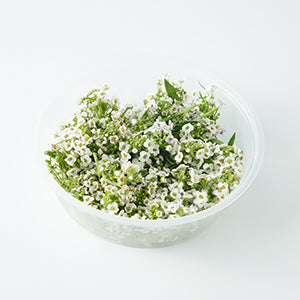 (EF.ALYSS.W) WHITE SWEET ALYSSUM 香雪球花 (10G/PUN)