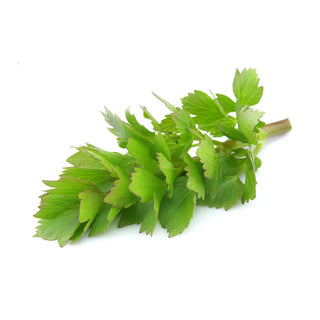 LOVAGE 独活草 (50G/PKT)