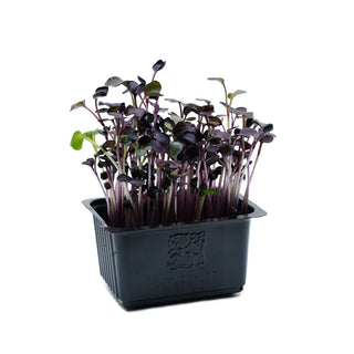 (DKN.R) DAIKON RED CRESS MG