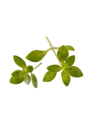 KOPPERT CRESS – GANGNAM TOPS (2 PUNS/CARTON)