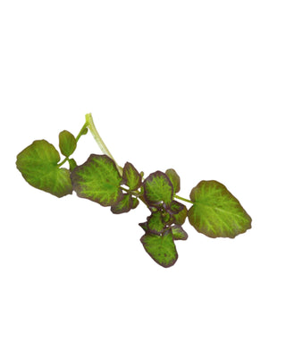 KOPPERT CRESS – HIPPO TOPS (2 x 50PCS)
