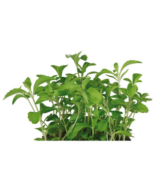 KOPPERT CRESS – HONNY CRESS (16 PUN/CARTON)