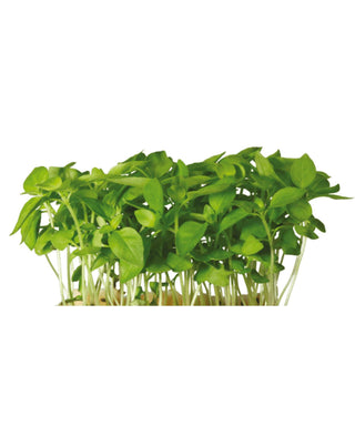 KOPPERT CRESS – LIMON CRESS (16 PUN/CARTON)