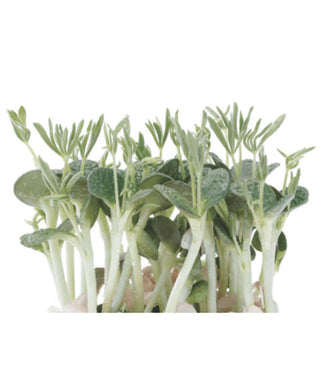 KOPPERT CRESS – LUPINE CRESS (16 PUN/CARTON)