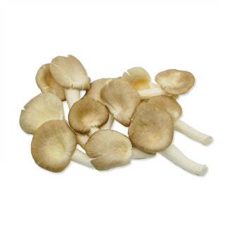 MUSHROOM OYSTER 平菇 (150G/PKT)