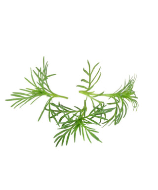 KOPPERT CRESS – PAZTIZZ TOPS (2 x 50PCS)