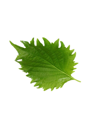 KOPPERT CRESS - SHISO GREEN LEAF OBA / PERILLA LEAF (15PCS/PUN)